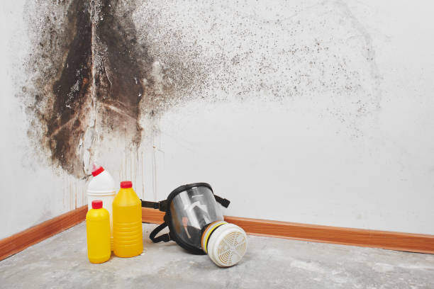 Best Mold Inspection  in Wesleyville, PA