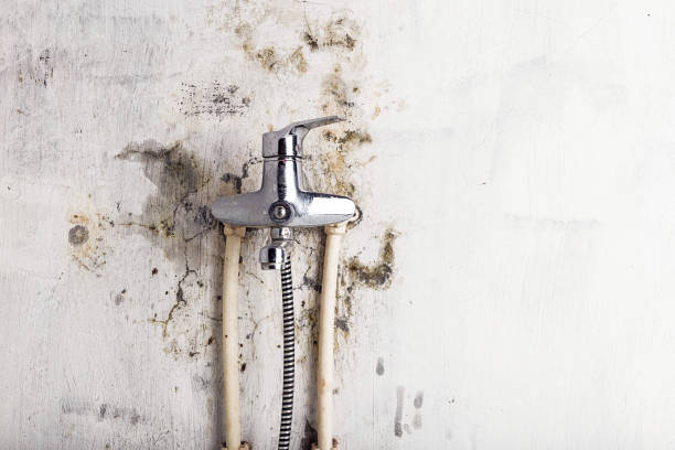 Wesleyville, PA Mold Removal Company