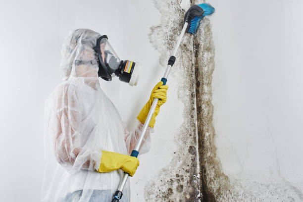 Best Mold Testing  in Wesleyville, PA