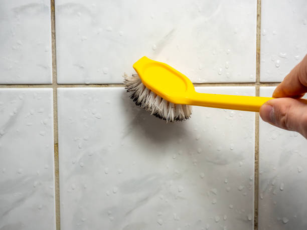 Best Mold Removal Near Me  in Wesleyville, PA