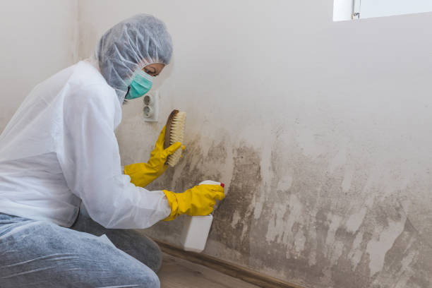 Mold Removal Process in Wesleyville, PA