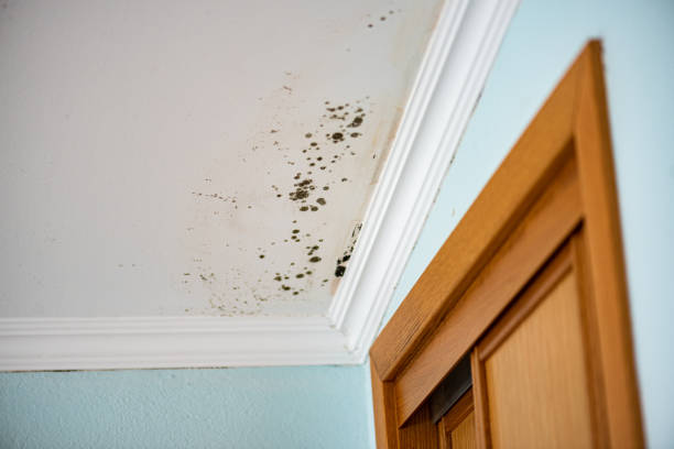 Best Certified Mold Removal  in Wesleyville, PA