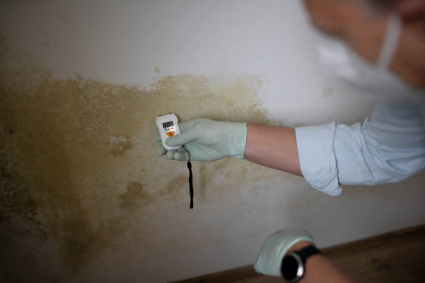 Best Office Mold Removal Services  in Wesleyville, PA