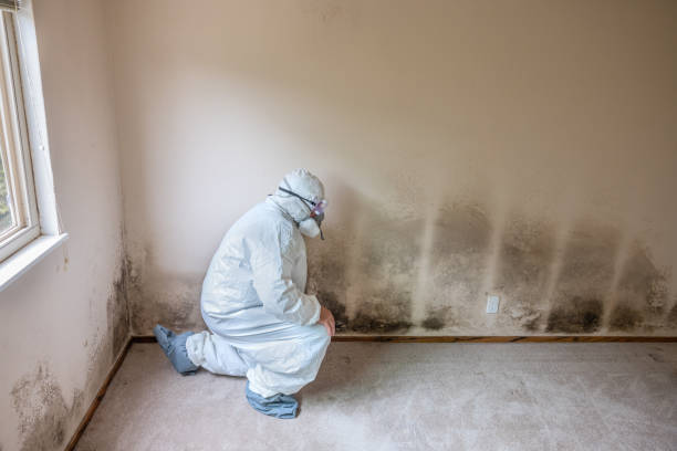 Best Certified Mold Removal  in Wesleyville, PA