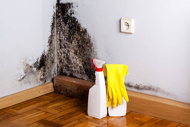 Best Mold Removal Specialists  in Wesleyville, PA