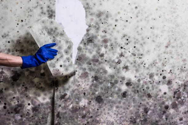 Best Toxic Mold Removal  in Wesleyville, PA