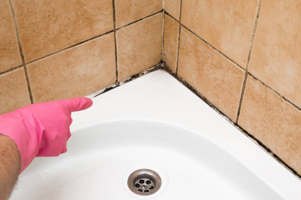 Best Mold Testing and Removal  in Wesleyville, PA